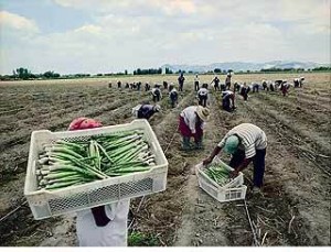 EN TIEMPOS DEL CORONAVIRUS TRABAJADORES DE LA AGROEXPORTACION EXPUESTOS A SU SUERTE MIENTRAS AUTORIDADES JUEGAN AL GRAN BONETON