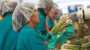 Sobre Seguridad y Salud en el Trabajo hablan los Sindicatos de la Agro exportación.