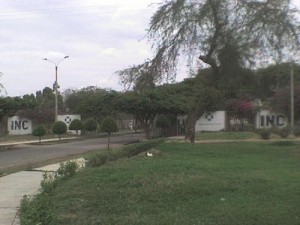 Dirección Regional de Cultura de Ica denunciada por tala de plantas nativas.